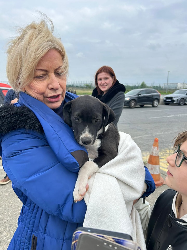 Chiens à adopter