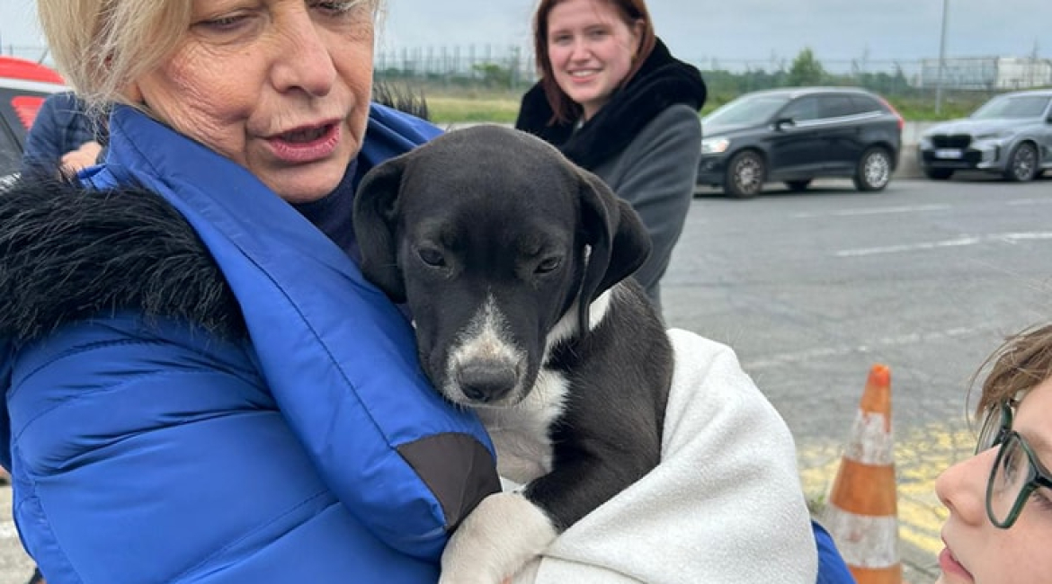 Chiens à adopter