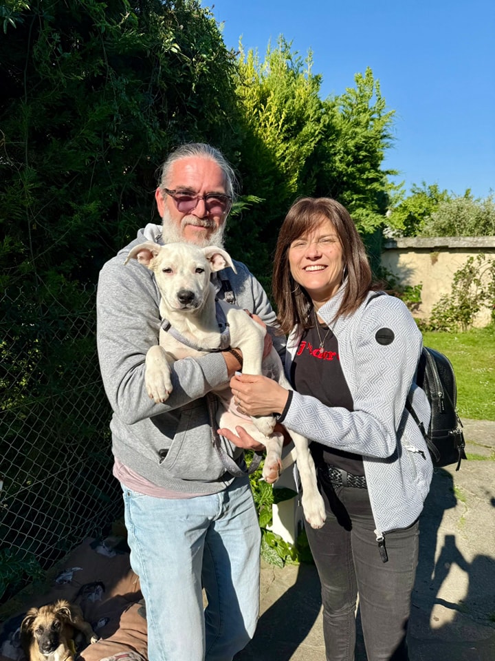 Chiens à adopter