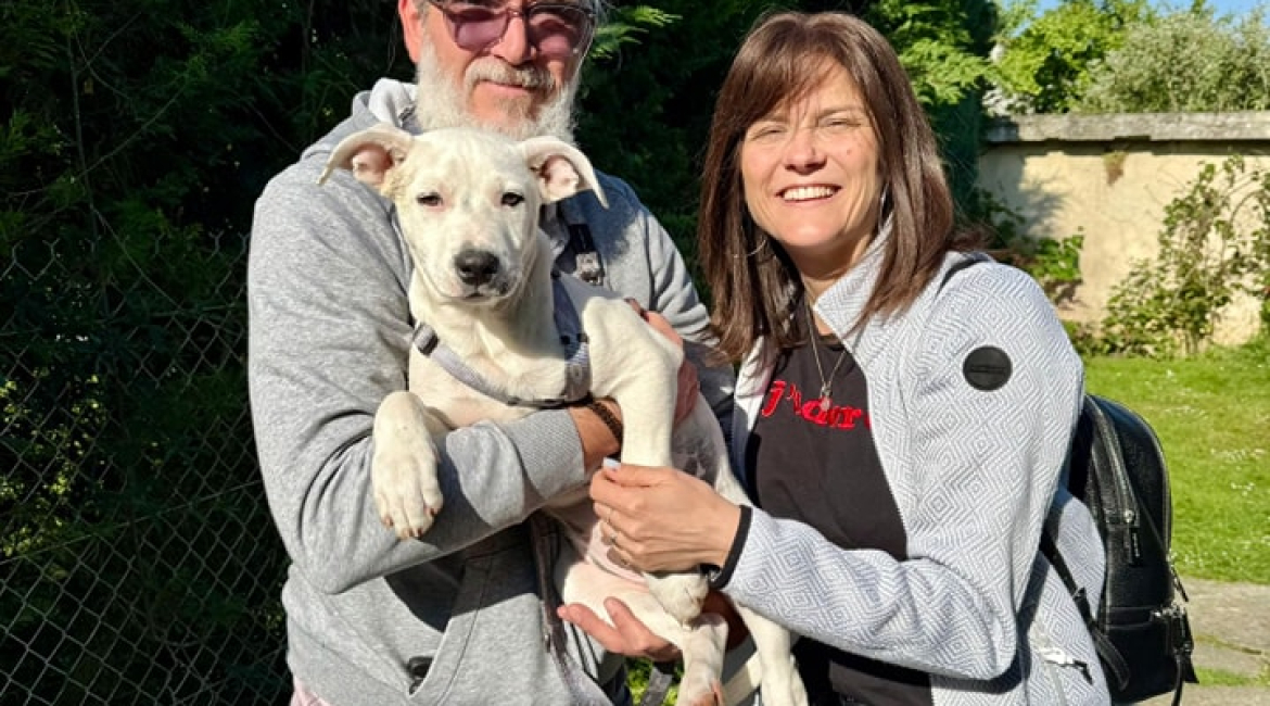 Chiens à adopter
