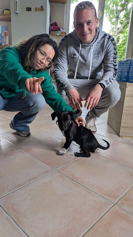 Chiens à adopter
