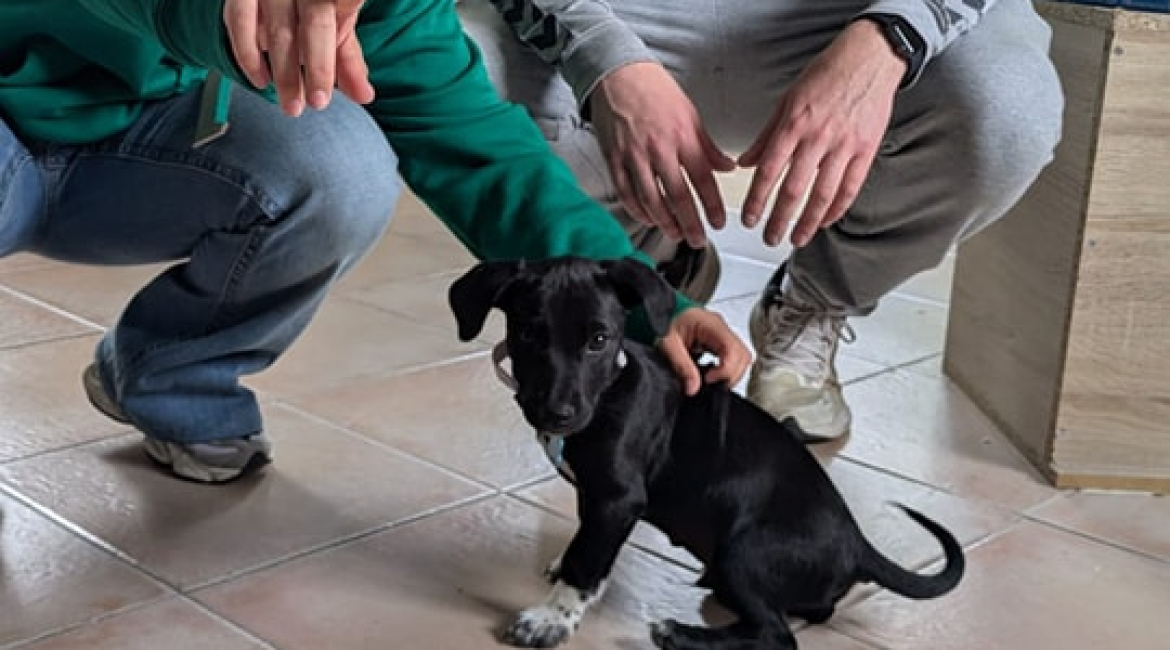 Chiens à adopter