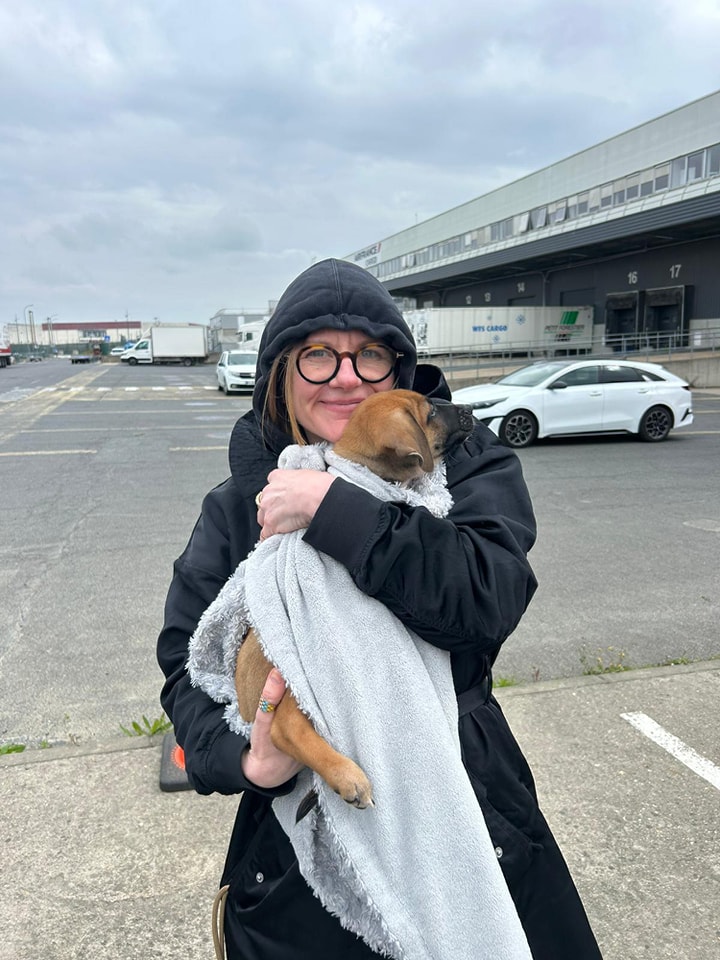 Chiens à adopter