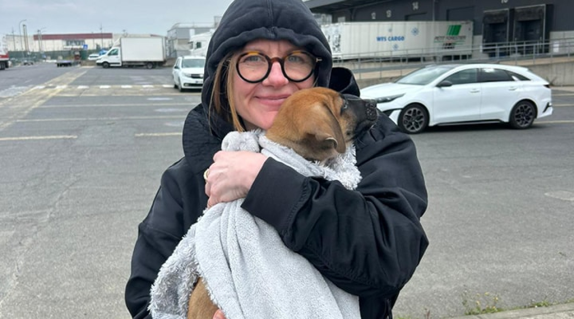 Chiens à adopter