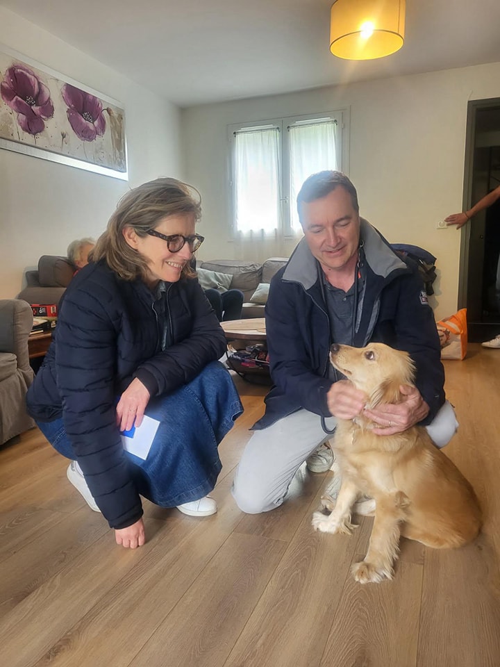 Chiens à adopter