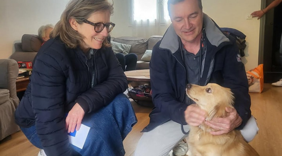Chiens à adopter