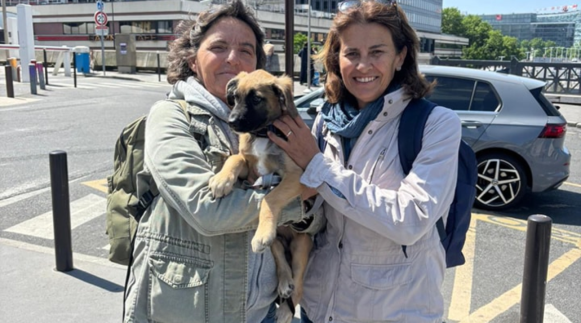 Chiens à adopter