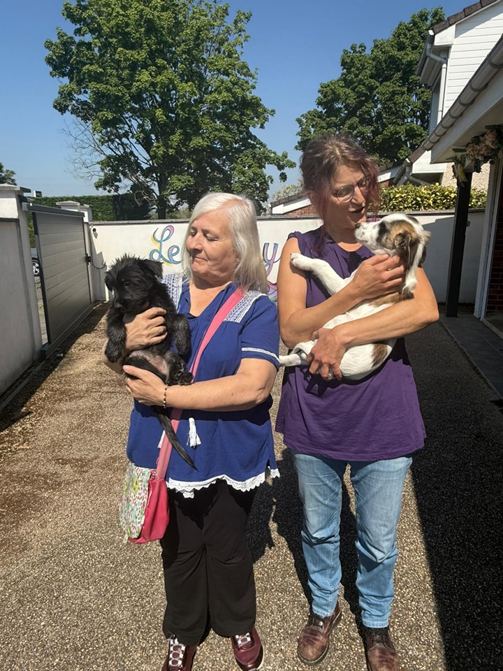 Chiens à adopter