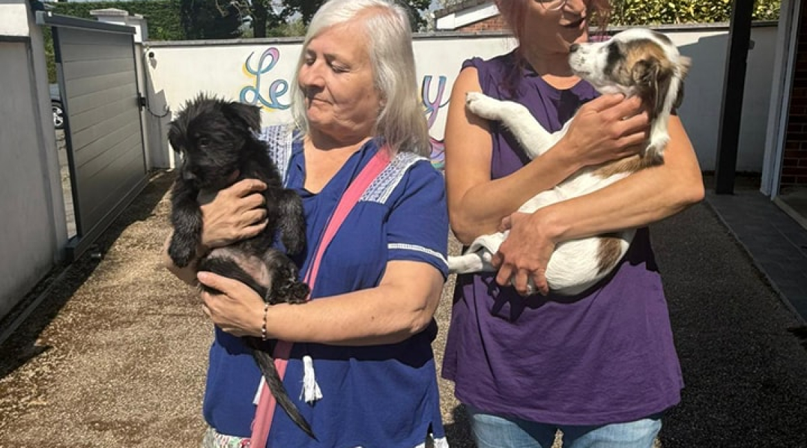 Chiens à adopter