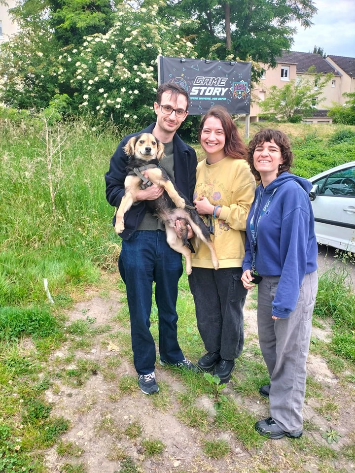 Chiens à adopter
