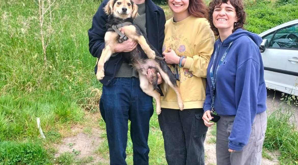 Chiens à adopter