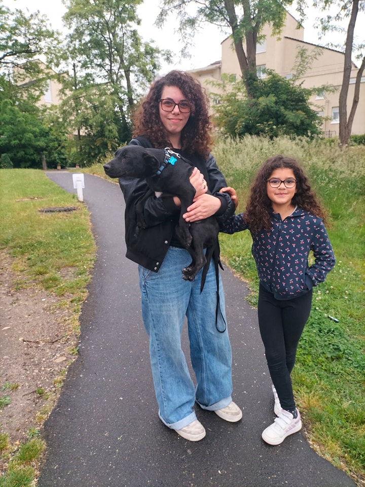 Chiens à adopter