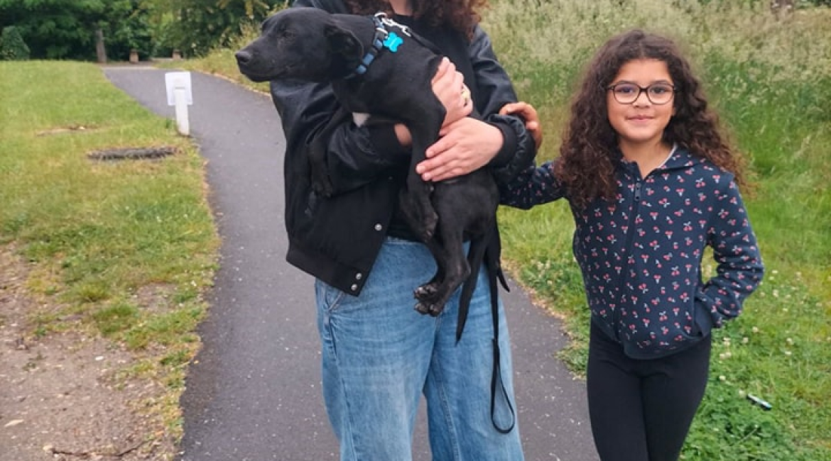 Chiens à adopter