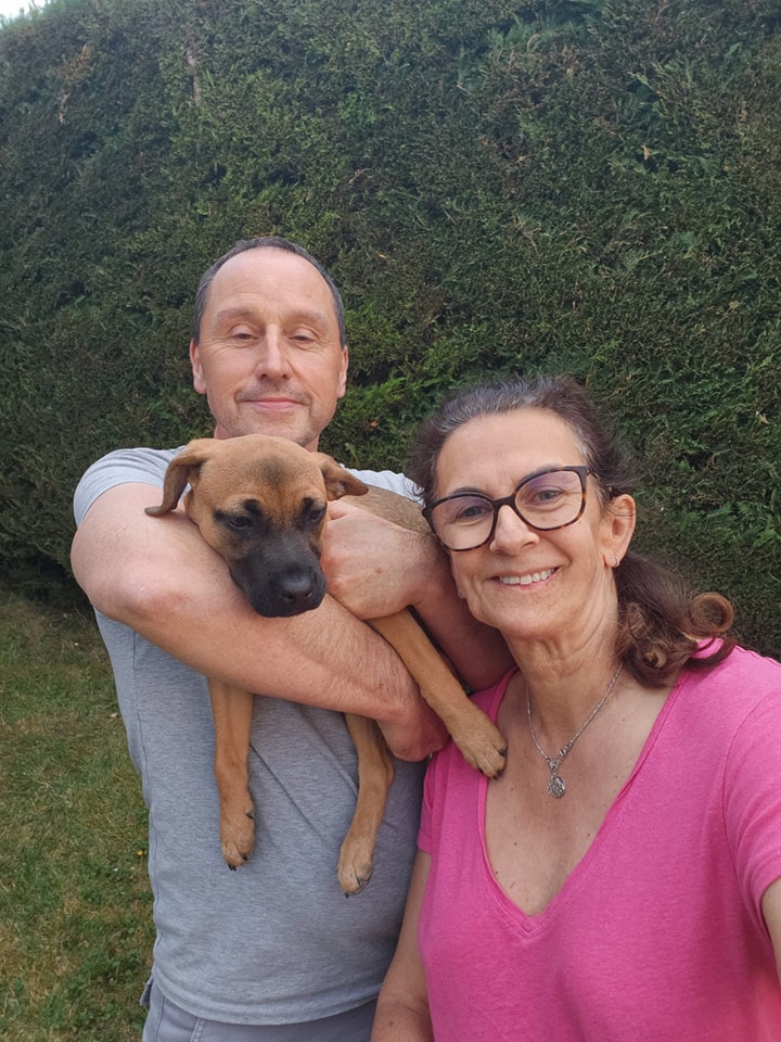 Chiens à adopter