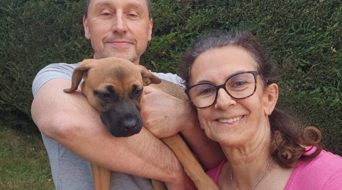 Chiens à adopter