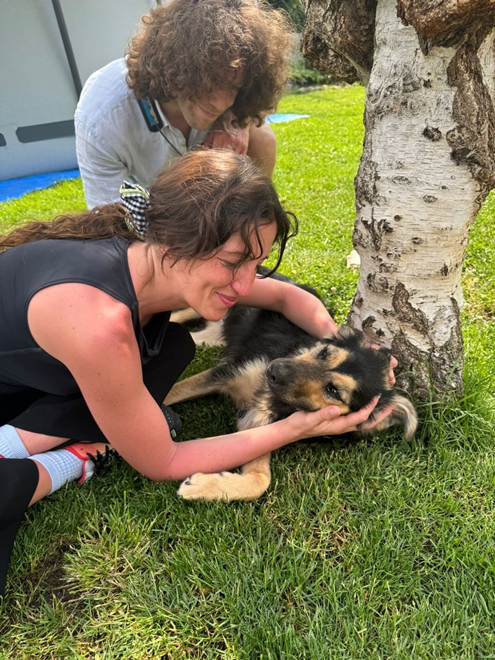 Chiens à adopter
