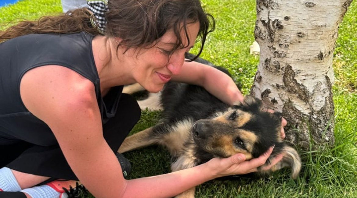 Chiens à adopter