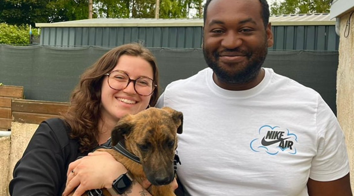 Chiens à adopter