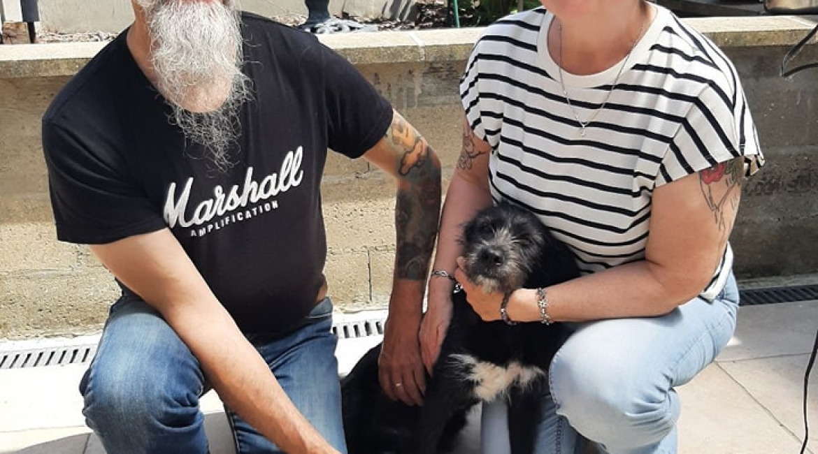 Chiens à adopter