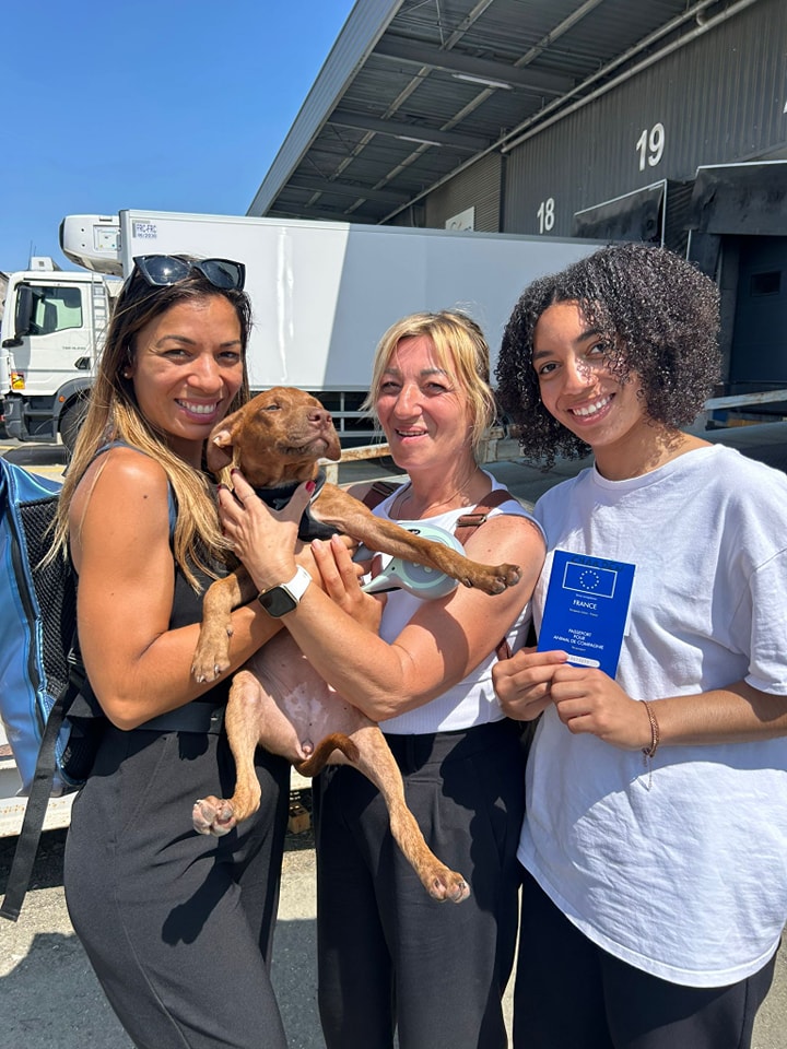 Chiens à adopter