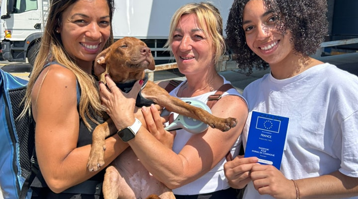 Chiens à adopter