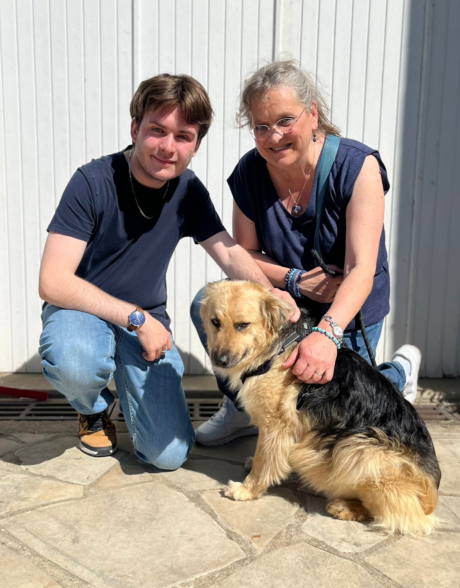 Chiens à adopter