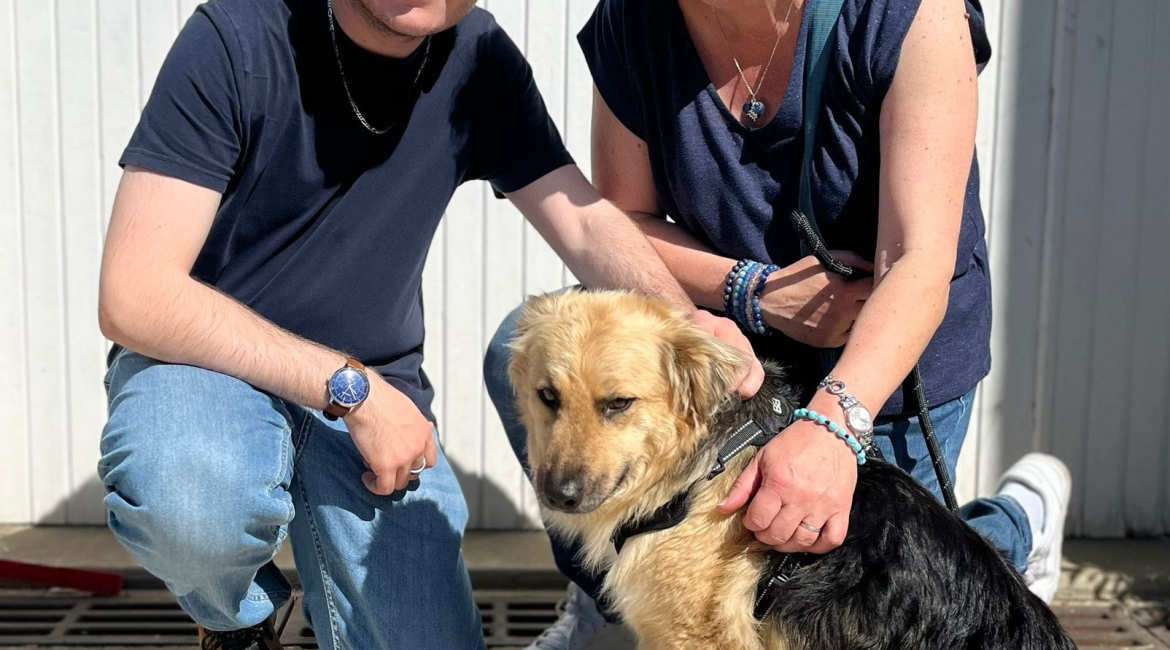 Chiens à adopter