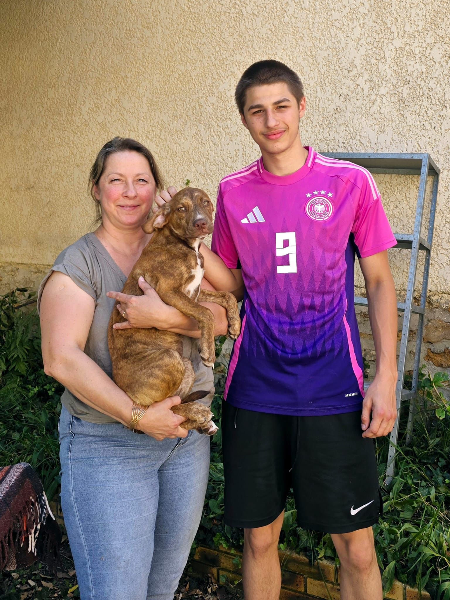 Chiens à adopter