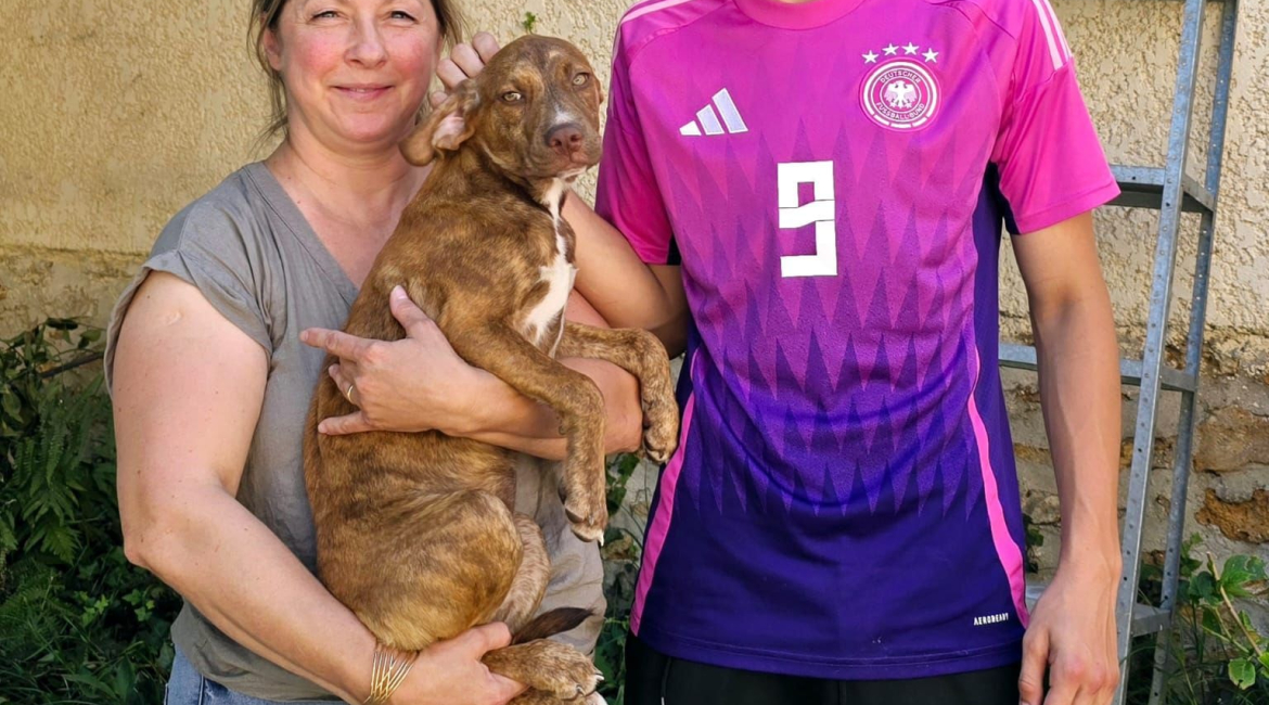 Chiens à adopter