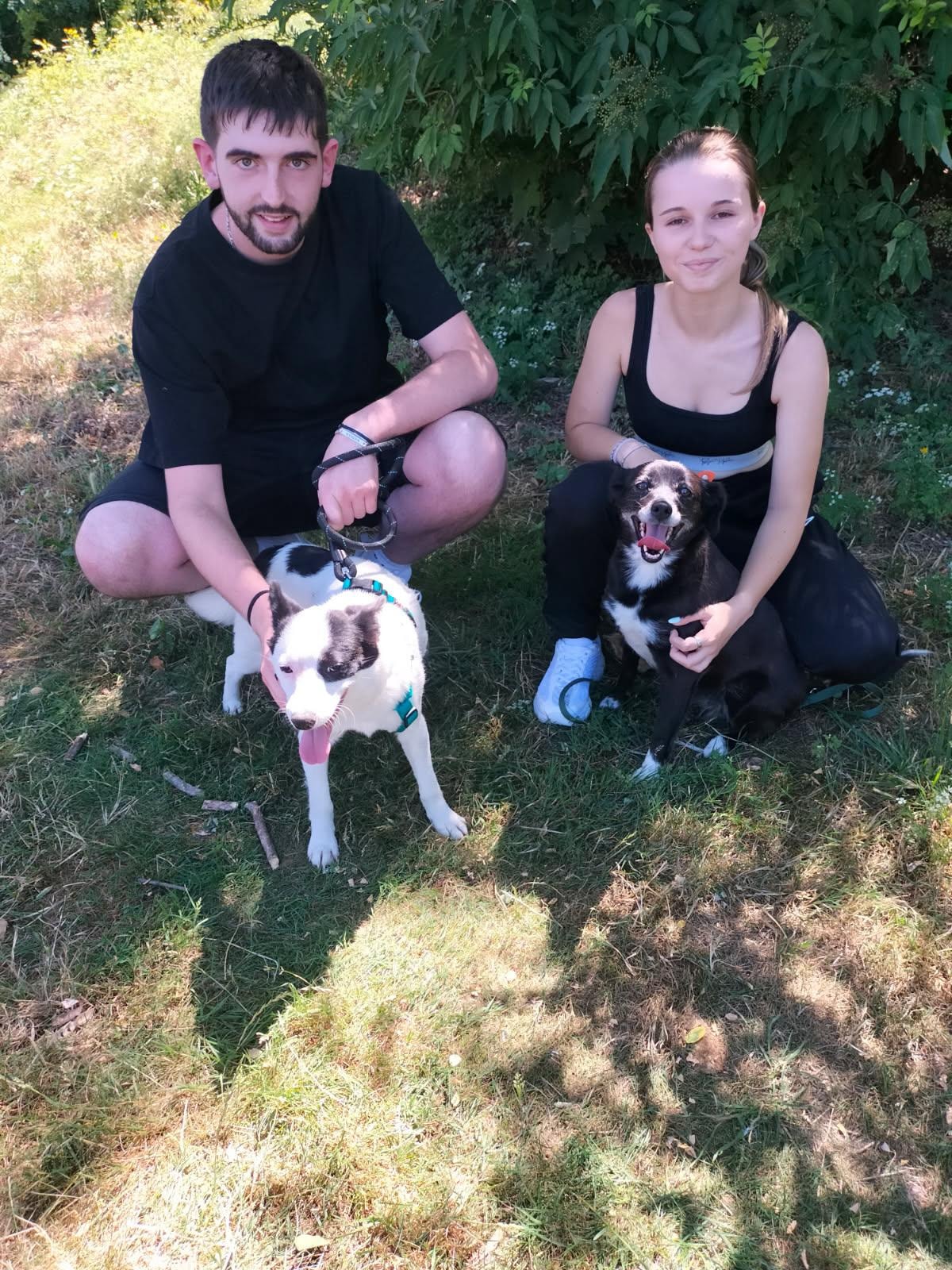 Chiens à adopter