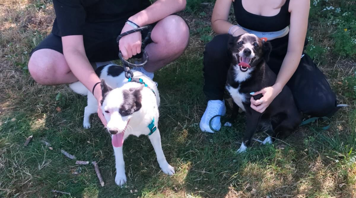 Chiens à adopter