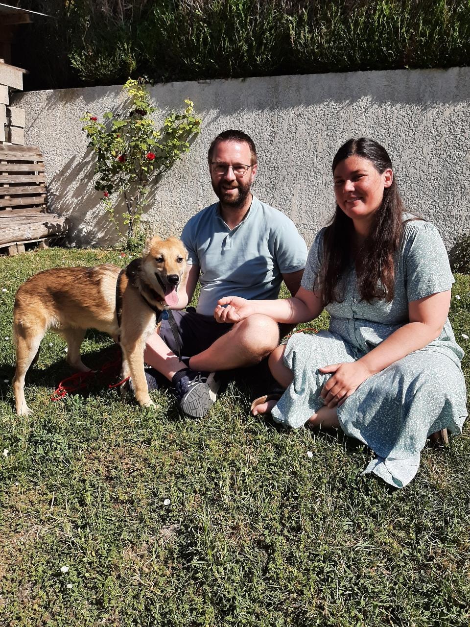 Chiens à adopter