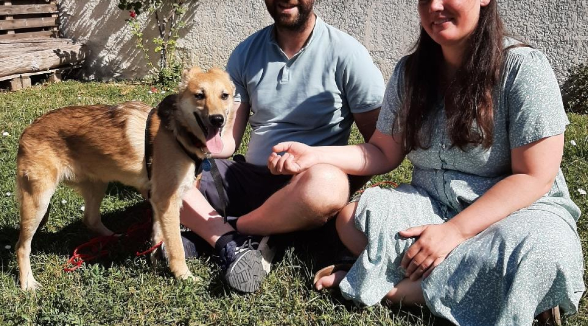 Chiens à adopter
