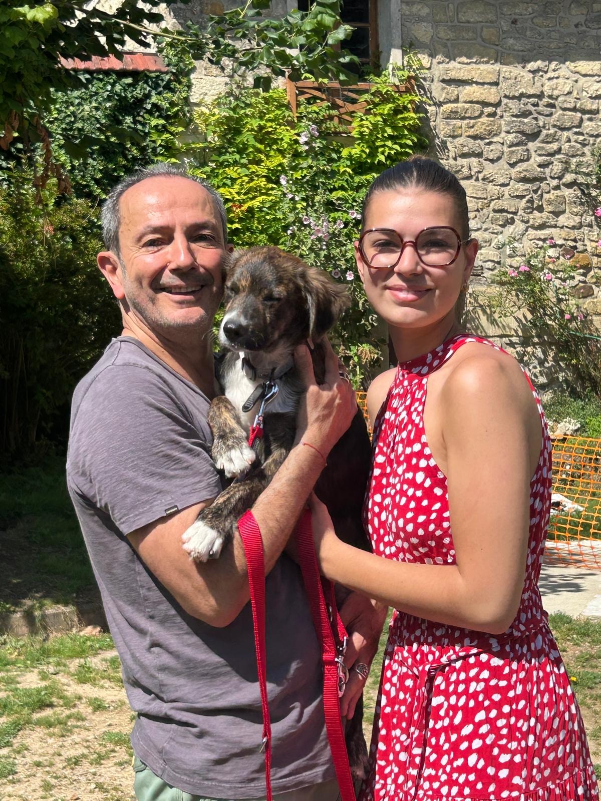 Chiens à adopter
