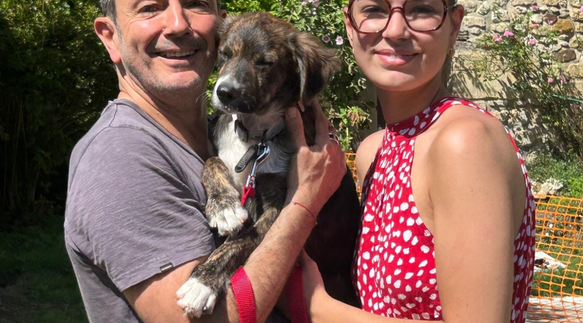 Chiens à adopter