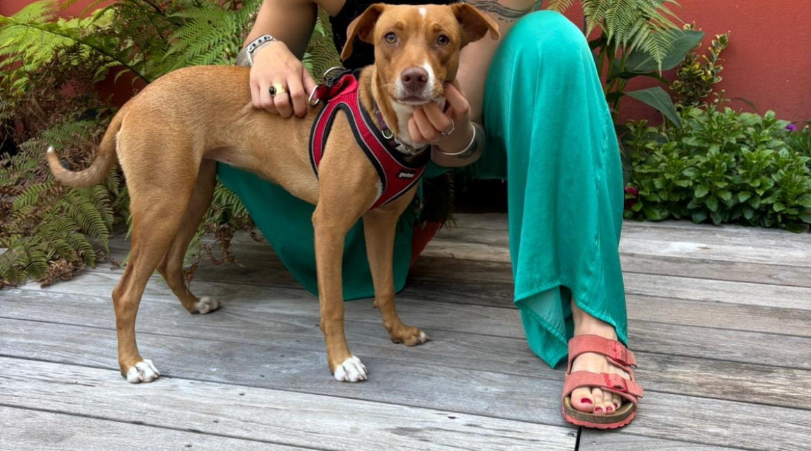 Chiens à adopter