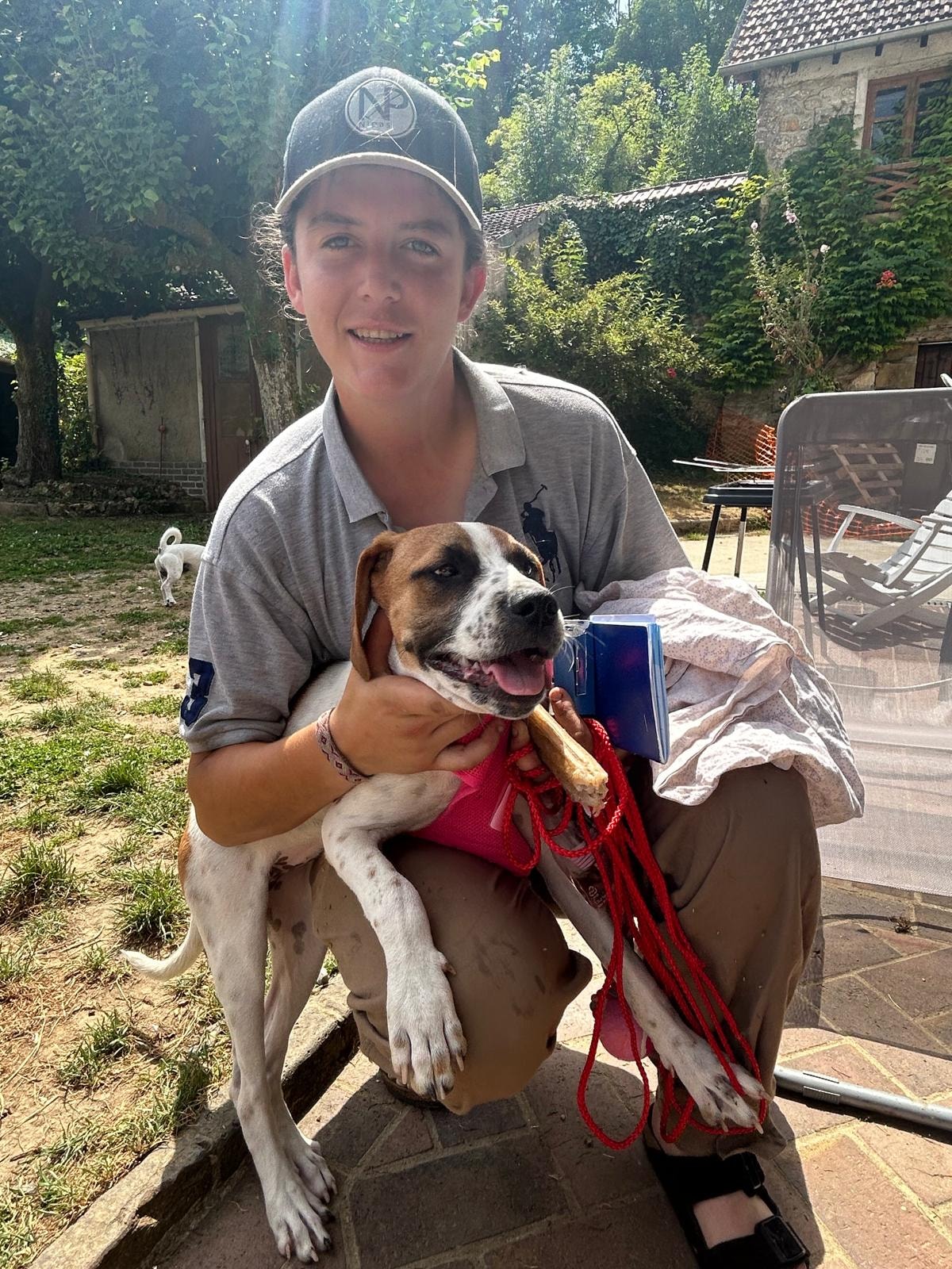 Chiens à adopter
