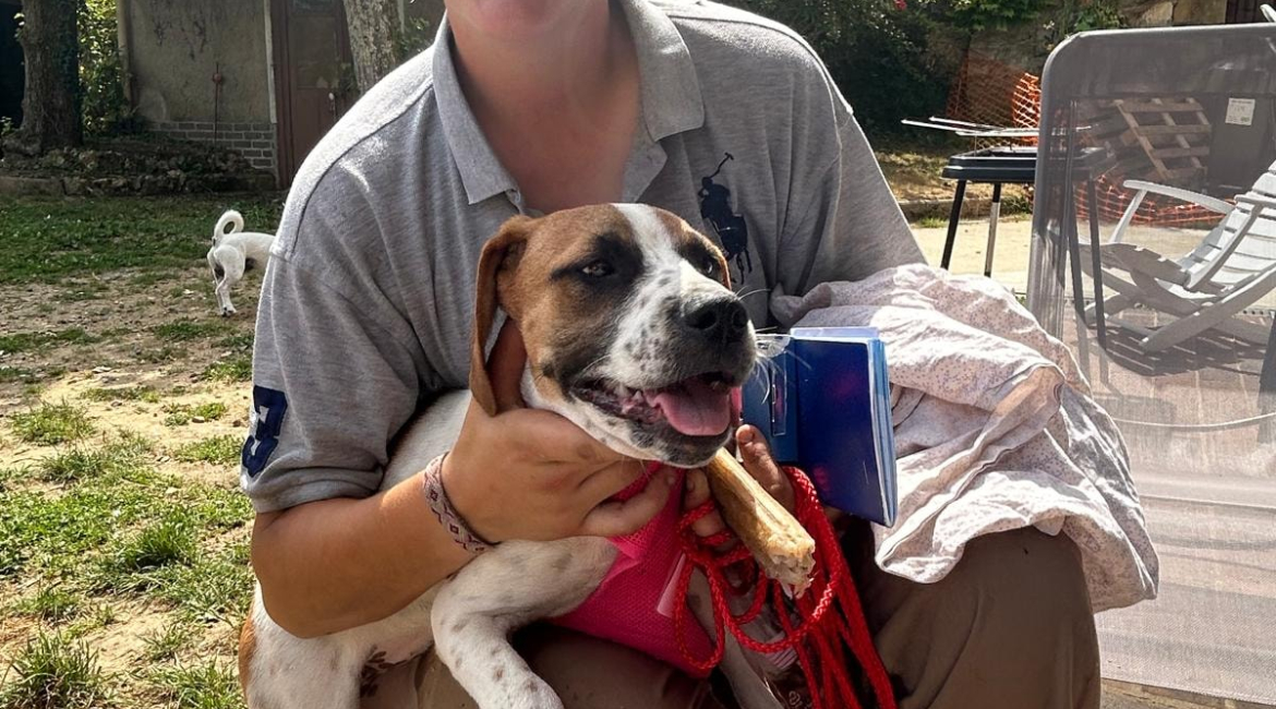 Chiens à adopter