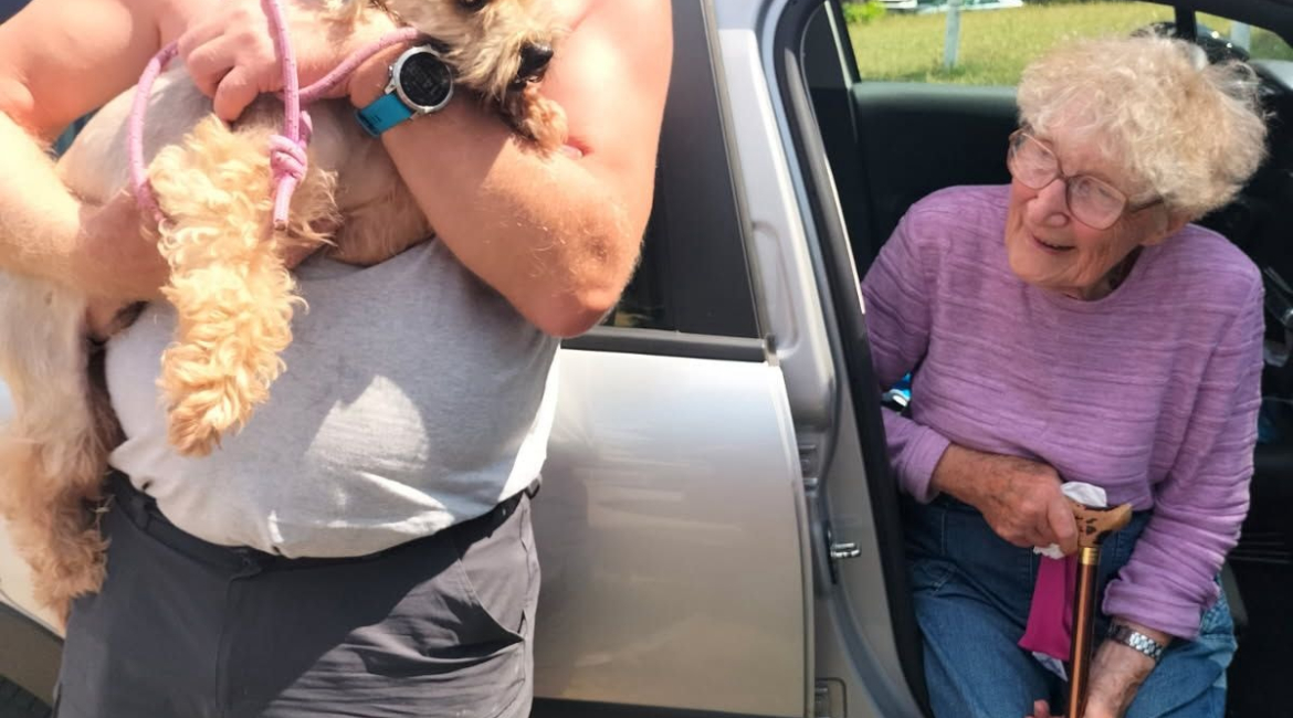 Chiens à adopter