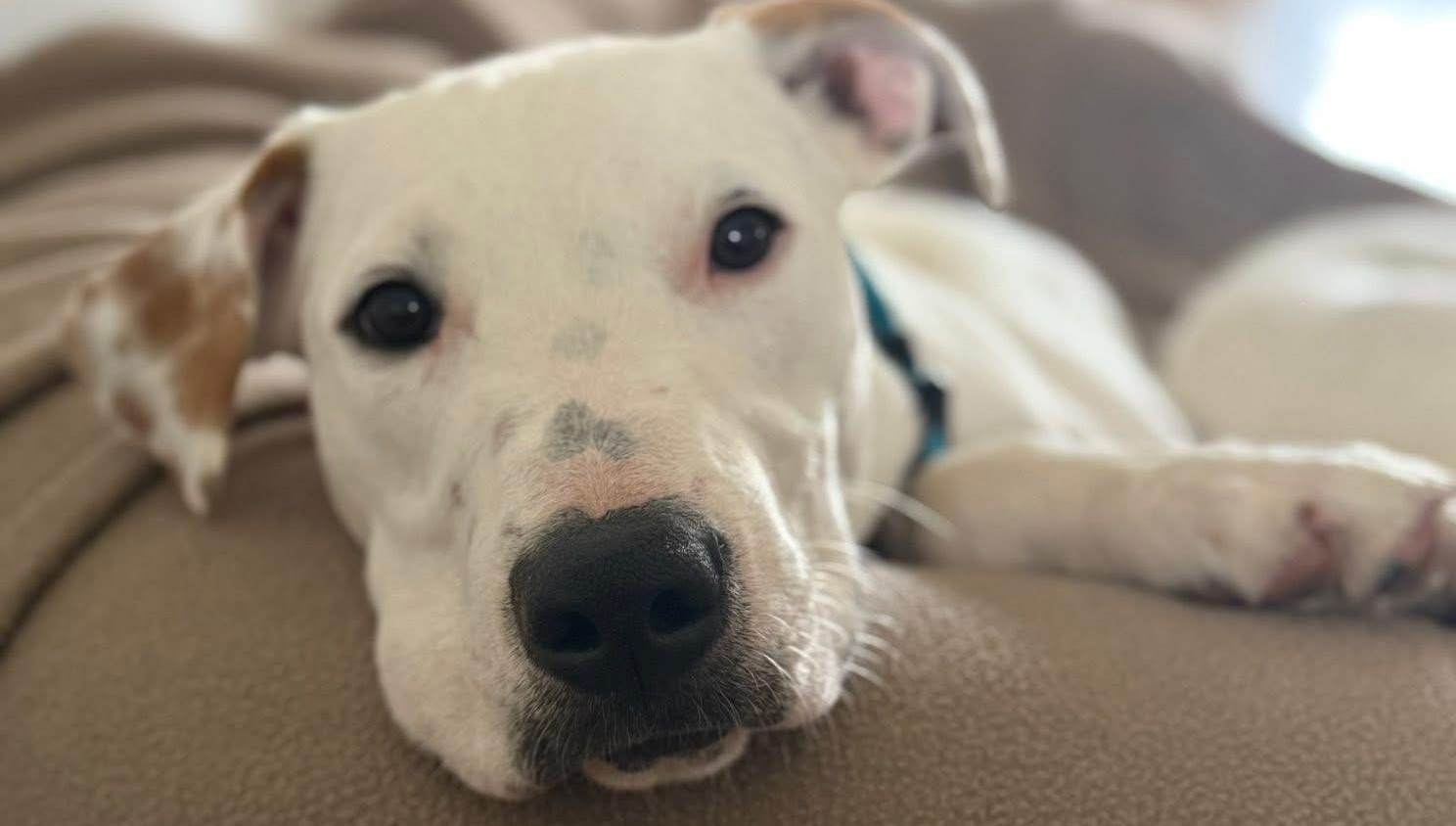 Chiens à adopter