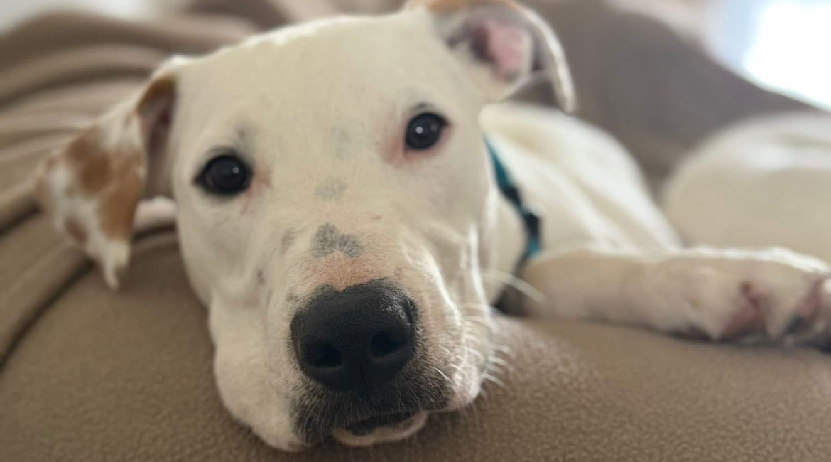 Chiens à adopter