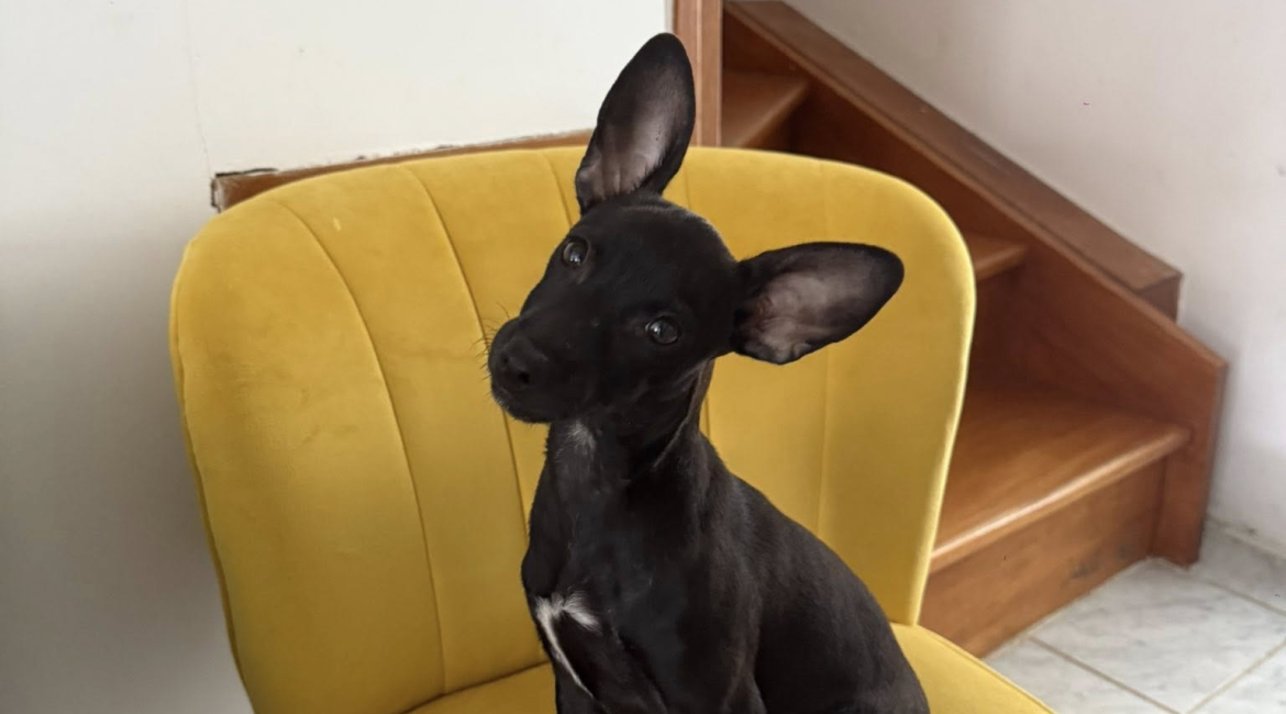 Chiens à adopter