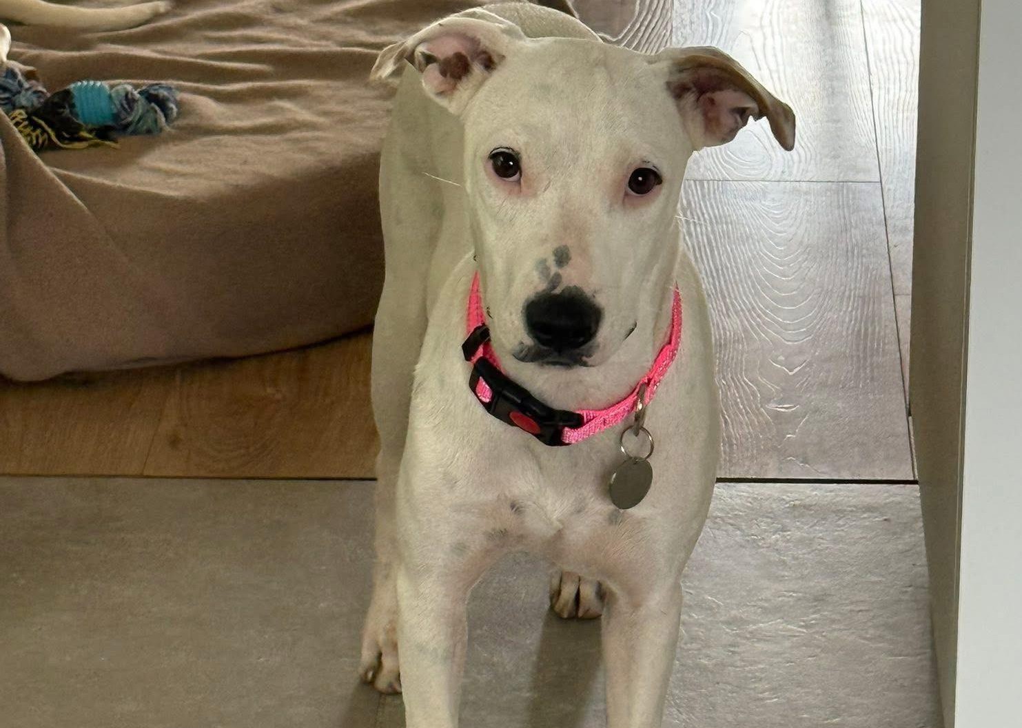 Chiens à adopter