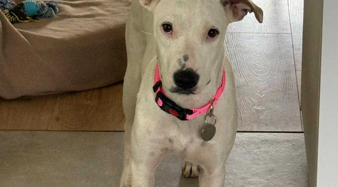 Chiens à adopter