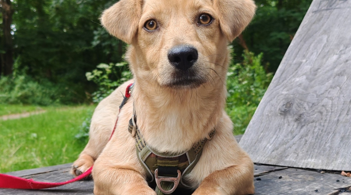 Chiens à adopter