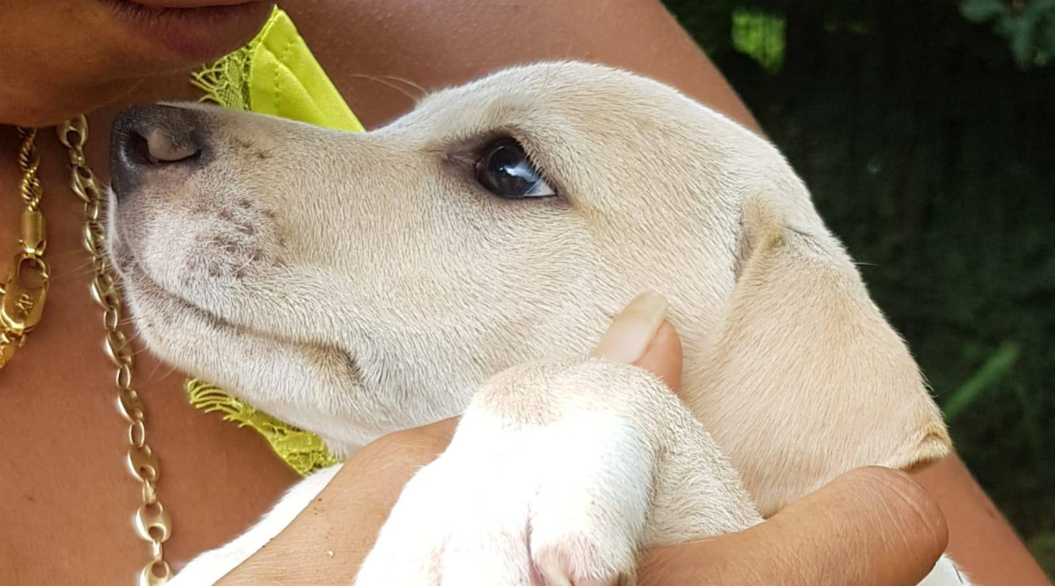 Chiens à adopter