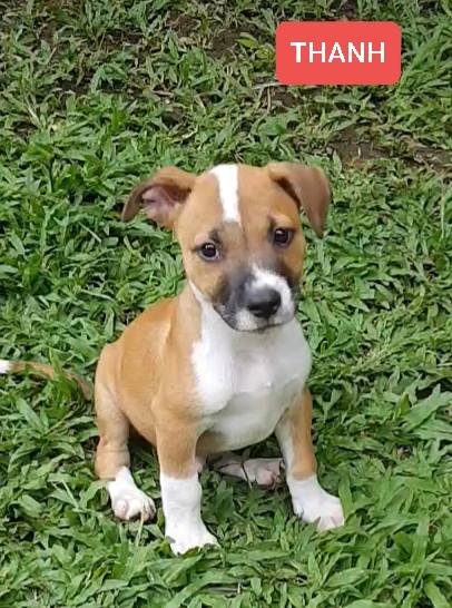 Chiens à adopter