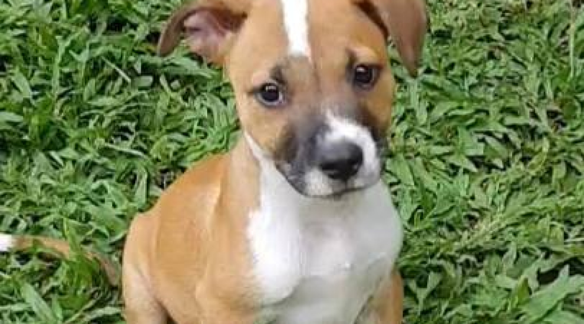 Chiens à adopter