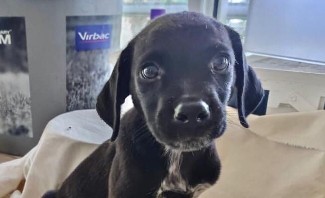 Chiens à adopter