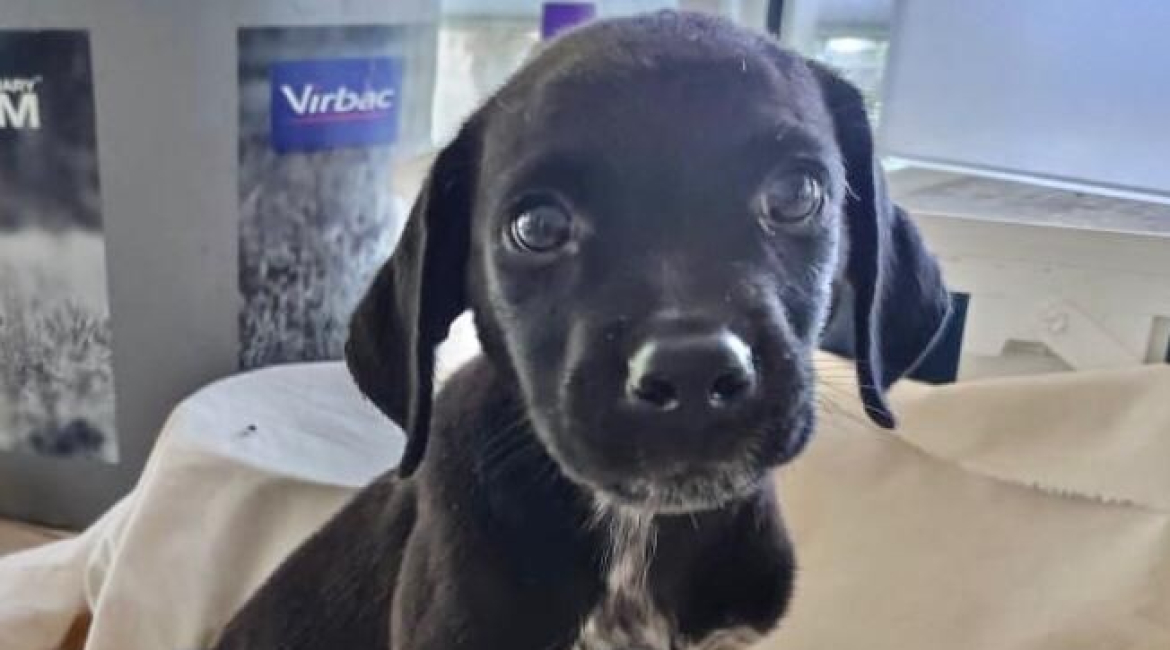 Chiens à adopter